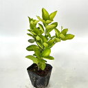 【 単 品 】 マサキ 樹高0.3m前後 10.5cmポット まさき 柾 正木 苗 植木 苗木 庭 生垣 目隠し