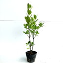 【送料無料】【30本セット】 マサキ 樹高0.3m前後 10.5cmポット まさき 柾 正木 苗 植木 苗木 生垣 目隠し