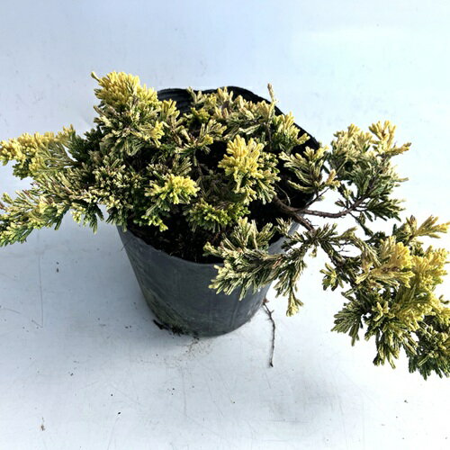 �� ñ �� �� �ޥ��������� / 15cm�ݥå� ���ˤդ��� ���˥ե��� �ޥ��������� ���˥ե��� �� ���� �� �����ɥ��С� ���� �󤻿��� ����