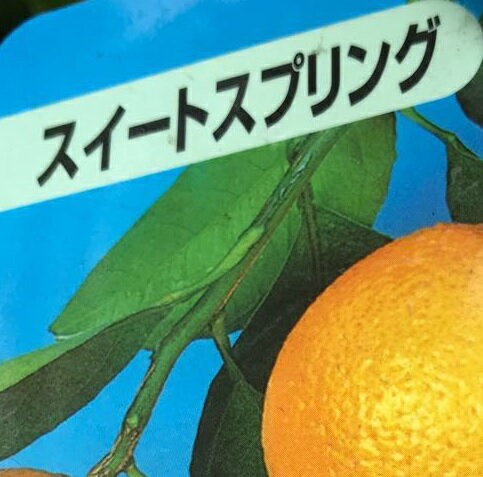 【送料無料】【20本セット】 スイートスプリング 樹高0.5m前後 15cmポット 甘夏　あまなつ アマナツ 接木苗 お手軽にベランダでも 植木 苗木 庭 目隠し※当店（楽天市場　花と緑）は北海道、沖縄県への発送は行っていません、間違えてご...