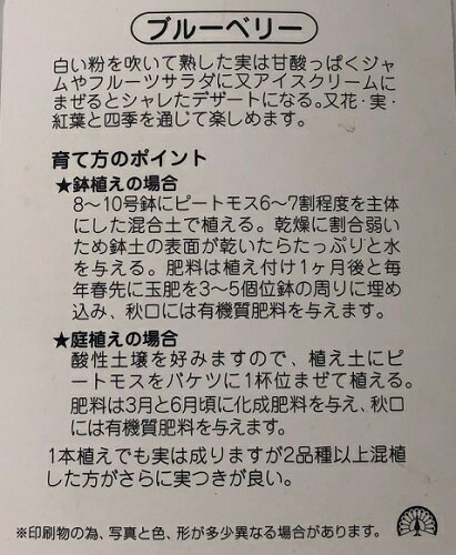 【送料無料】【40本セット】 ブルーベリー パウダーブルー 樹高0.5m前後 15cmポット ぶるーべりー ぱうだーぶるー ラビットアイ系 ブルーベリー 苗 植木 苗木