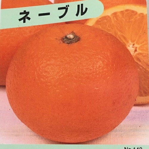 【送料無料】【20本セット】 ネーブルオレンジ 樹高0.3m