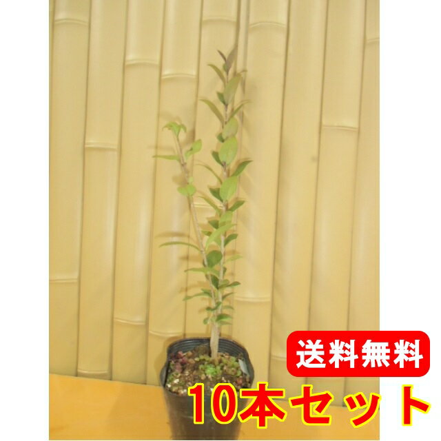 【送料無料】【10本セット】 ネズミモチ 樹高0.5m前後 10.5cmポット ねずみもち 鼠黐 苗 植木 苗木 生垣 目隠し