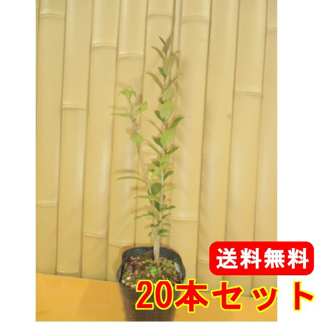 【送料無料】【20本セット】 ネズミモチ 樹高0.5m前後 10.5cmポット ねずみもち 鼠黐 苗 植木 苗木 生垣 目隠し