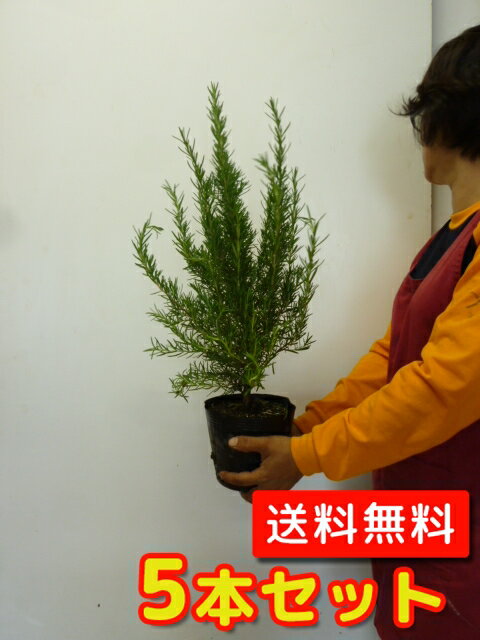 【送料無料】【5本セット】 ローズマリー 樹高0.3m前後 15cmポット ろーずまりー ハーブ 大苗。立ち性ガーデニングに♪植え替え 寄せかご 寄せ植えなどに♪ 苗 植木 苗木 生垣 目隠しのサムネイル
