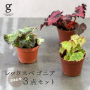 レックスベゴニアおまかせ3点セット 2号 begonia rex cultorum 観葉植物 熱帯植物 セット 根茎性ベゴニア ベゴニアレックス テラリウム コケリウム パルダリウム 育て方ガイド付き