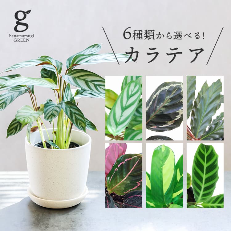 6種類から選べるカラテア 植木鉢セット 4.5号 観葉植物 