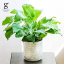 カラテア ムサイカ 5号 45cm calathea musaica 観葉植物 モザイク ユースプランツ 珍しい レア 希少 育てやすい 育て方ガイド付き 送料無料