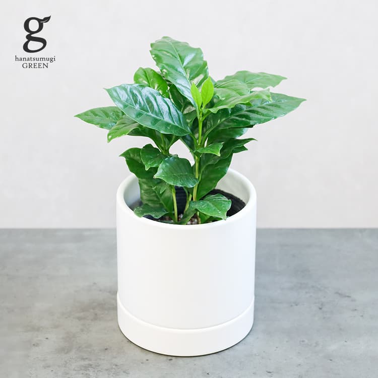 コーヒーの木 3号 20cm coffea 観葉植物 育て方ガイド付き