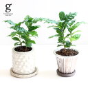 コーヒーの木 コーヒーの木 選べる植木鉢セット 4号 30cm coffea 観葉植物 植木鉢付 陶器 鉢 ポット ホワイト ブラウン 白 茶色 育て方ガイド付き 送料無料