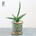 サンスベリア ボンセレンシス 植木鉢セット 3号 25cm sansevieria boncellensis 観葉植物 縞模様 初心者向け マイナスイオン 空気清浄効果 ローメンテ 植木鉢付 鉢セット 鉢植え 陶器鉢 育てやすい 育て方ガイド付き 送料無料