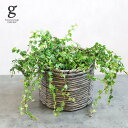 天使のいたずら フィカス プミラ クエルギフォリア 3号 10cm ficus pumila quercifolia 観葉植物 ゴムの木 手のひら 珍しい レア...
