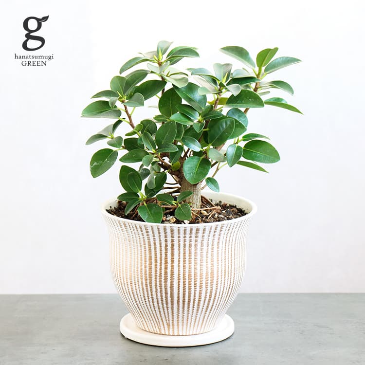 【1点もの】フランスゴムの木 植木鉢セット 5号 30cm ficus rubiginosa 観葉植物 フィカス ルビギノーサ ゴムの木 初心者 植木鉢付 鉢植え 現物 1点もの 写真と同じ 陶器鉢 ポット 育てやすい 育て方ガイド付き 送料無料