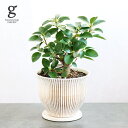 【1点もの】フランスゴムの木 植木鉢セット 5号 30cm ficus rubiginosa 観葉植物 フィカス ルビギノーサ ゴムの木 初心者 植木鉢付 鉢植え 現物 1点もの 写真と同じ 陶器鉢 ポット 育てやすい 育て方ガイド付き 送料無料