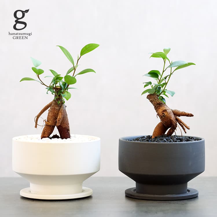 ガジュマル 植木鉢セット 4号 ficus microcarpa 観葉植物 気根 キジムナー 幸せを呼ぶ木 多幸の木 絞め殺しの木 ベンガルボダイジュ 植木鉢 植替え ポット セット 陶器 育てやすい 育て方ガイド付き 送料無料のサムネイル