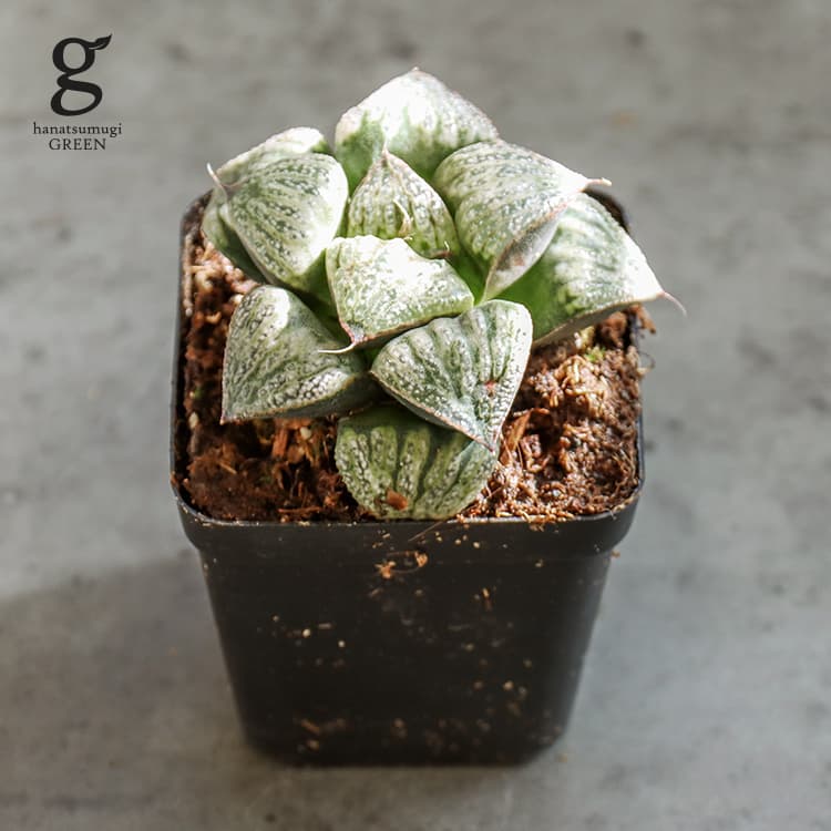 ハオルチア 青蟹 2.5号 10cm haworthia 観葉植物 多肉植物 ハオルシア ハウオルチア ハウォルティア アルゲンテオマクローサ ピグマエア 育てやすい 育て方ガイド付き