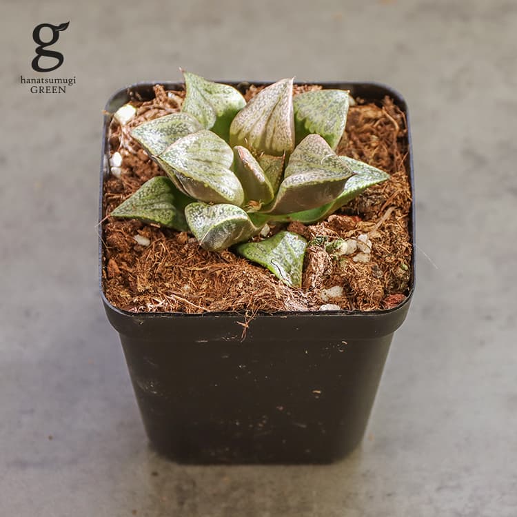 ハオルチア 白斑ビクタ 2.5号 9cm haworthia 観葉植物 多肉植物 ハオルシア ハウオルチア ハウォルティア レツーサ系 育てやすい 育て方ガイド付き