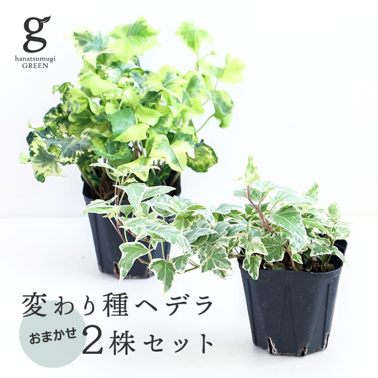 変わり種ヘデラおまかせ2株セット 3.5号 hedera 観葉植物 アイビー ラブグリーン シャルマン レイム レディフランスミニ プティヴェール スペチュリィ 2点セット 珍しい レア 希少 育てやすい 寒さに強い 育て方ガイド付き