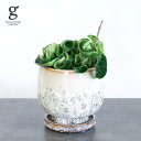 ホヤ ホヤ カルノーサ コンパクタ 3号 20cm hoya carnosa compacta 観葉植物 着生植物 サクララン つる性 ハンギング 育てやすい 育て方ガイド付き 送料無料