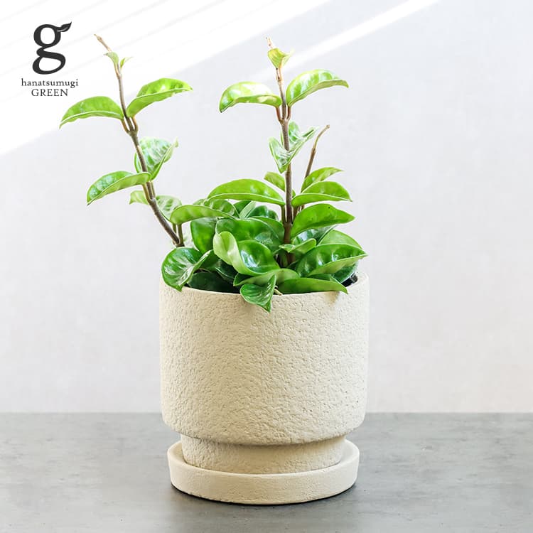 ホヤ カルノーサ クリンクルエイト 4号 25cm hoya carnosa klinkle8 観葉植物 着生植物 ワックスプランツ サクララン つる性 ハンギング 珍しい レア 希少 育てやすい 育て方ガイド付き