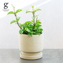 ホヤ カルノーサ クリンクルエイト 4号 25cm hoya carnosa klinkle8 観葉植物 着生植物 ワックスプランツ サクララン つる性 ハンギング 珍しい レア 希少 育てやすい 育て方ガイド付き