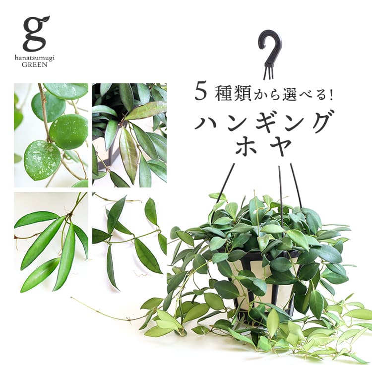 5種類から選べるハンギング ホヤ 5号 hoya 観葉植物 マチルダ ロシータ ザンバレス ロンギフォリア ラクノーサ 吊り鉢 ハンギング セルペンス カルノーサ 交配種 ハイブリッド 斑入り チャイナビーンズ 珍しい レア 希少 育てやすい 育て方ガイド付き 送料無料