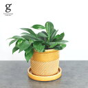 ホヤ オブスクラ 4号 18cm hoya obscura 観葉植物 着生植物 小型 ワックスプランツ サクララン つる性 ハンギング 珍しい レア 希少 育て...