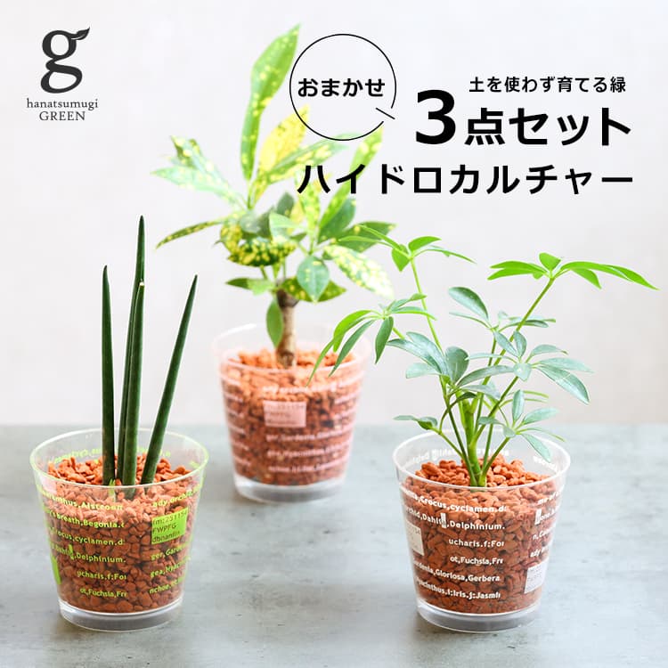 ドラセナ ハイドロカルチャー おまかせ3点セット 2.5号 hydroculture 観葉植物 オアシス苗 パキラ サンスベリア ドラセナ プミラ クロトン シェフレラ コルジリネ 土不要 清潔 水栽培 初心者向け 育てやすい 育て方ガイド付き