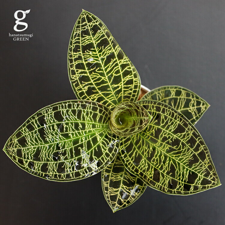 マコデス ペトラ マコデスペトラ 2号 2寸 14cm macodes petola ナンバンカモメラン 観葉植物 観葉植物 宝石蘭 育て方ガイド付き テラリウム アクアリウム パルダリウム 苔玉 送料無料のサムネイル