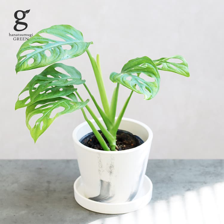 マドカズラ 3号 25cm monstera friedrichsthalii 観葉植物 モンステラ 窓葛 育て方ガイド付き