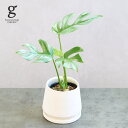 ヒメモンステラ 3号 20cm monstera deliciosa var. borsigiana 観葉植物 モンステラ ボルシギアーナ 姫モンステラ 育てやすい 育て方ガイド付き