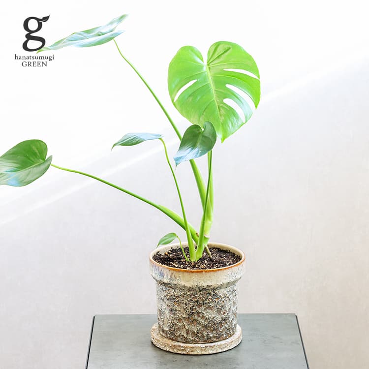 モンステラ モンステラ 選べる植木鉢セット 6号 58cm monstera 観葉植物 モンステラ 植木鉢付 鉢セット 鉢植え オシャレ 人気 育てやすい 育て方ガイド付き 送料無料