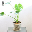 モンステラ モンステラ 選べる植木鉢セット 6号 58cm monstera 観葉植物 モンステラ 植木鉢付 鉢セット 鉢植え オシャレ 人気 育てやすい 育て方ガイド付き 送料無料