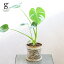 モンステラ 選べる植木鉢セット 6号 58cm monstera 観葉植物 モンステラ 植木鉢付 鉢セット 鉢植え オシャレ 人気 育てやすい 育て方ガイド付き 送料無料