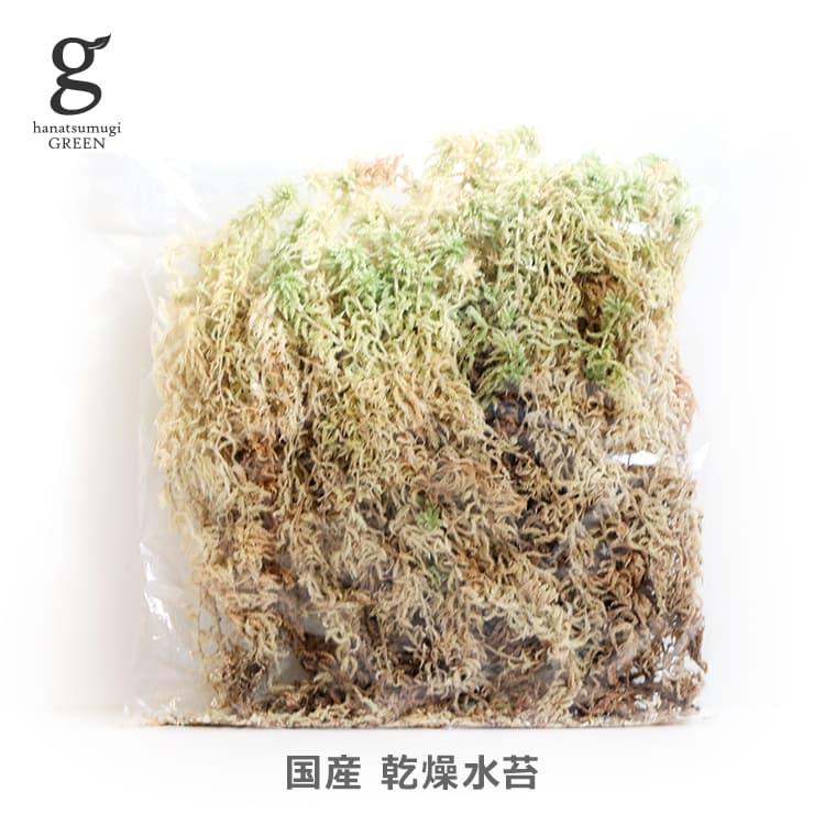 国産 乾燥水苔 最長25～30cm 100g 使い切り 小分け spagmoss