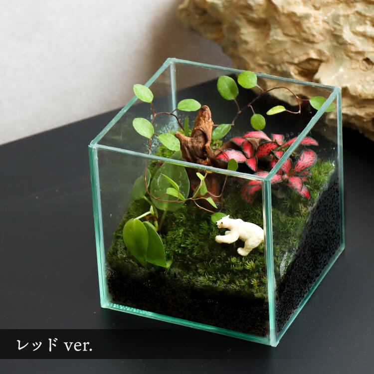 最大63 オフ おしゃれ おすすめ ガラス容器 アクアリウム アクアテラリウム 初心者 セット ソイル 土 通販 石 流木 インテリア 観葉植物 苔盆栽 Hanatsumugigreen はなつむぎグリーン コケリウムキット S コケリウムセット 苔 コケ テラリウム フィットニア 作り方付き