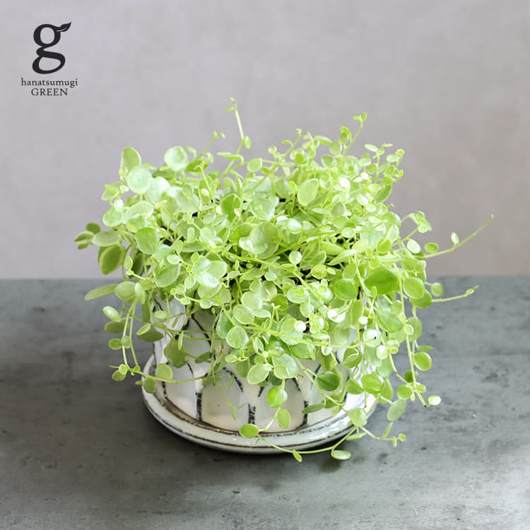 ペペロミア 真亜子 3号 10cm peperomia prostrata 観葉植物 斑入り 小さい葉 つる性 ハンギング 育てやすい 育て方ガイド付き