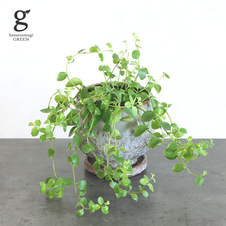 ペペロミア ロタンディフォーリア 3号 peperomia rotanndexiforia 観葉植物 ロタンディフォリア 多肉質 丸葉 育てやすい 育て方ガイド付き