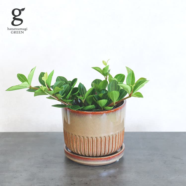 ペペロミア フォレット 3号 peperomia foret 観葉植物 多肉質 育てやすい 育て方ガイド付きのサムネイル