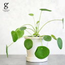 ピレア ペペロミオイデス 3号 15cm pilea peperomioides 観葉植物 丸葉 パンケーキプランツ 育て方ガイド付き