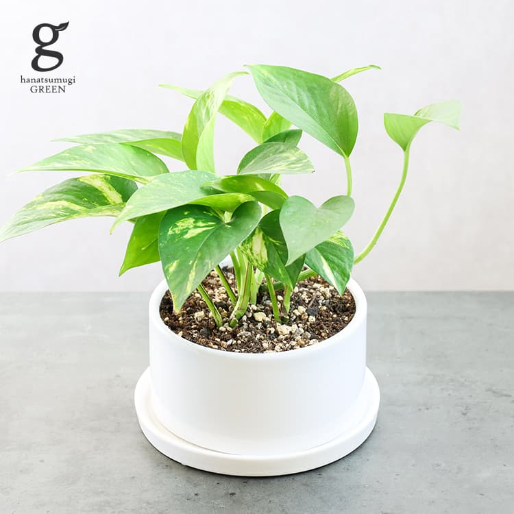 ポトス ポトス 植木鉢セット 4.5号 25cm pothos 観葉植物 陶器鉢 ポット ホワイト 白 育てやすい 育て方ガイド付 送料無料