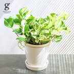 ポトス ステータス 5号 epipremnum aureum 観葉植物 ポトス pothos エンジョイ 枝変わり 斑入り 育てやすい 育て方ガイド付き 送料無料