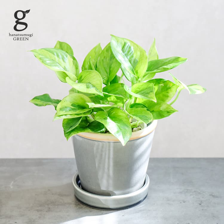 ポトス エメラルド 3.5号 epipremnum aureum emerald 観葉植物 ポトス pothos グローバルグリーン 斑入り 珍しい レア 希少 育てやすい 育て方ガイド付き 送料無料