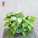 ポトス グリーンスクラッチ 5号 epipremnum aureum spp. 観葉植物 pothos green scratch 新品種 斑入り 大株 ボリューム大 マーブルクィーン 吊り鉢 ハンギング 珍しい レア 希少 育てやすい 育て方ガイド付き 送料無料