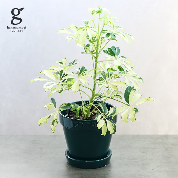 シェフレラ ジェニーネ 2.5号 27cm schefflera arboricola janine 観葉植物 シェフレラ カポック 斑入り 黄斑 初心者向け 育てやすい 育て方ガイド付き