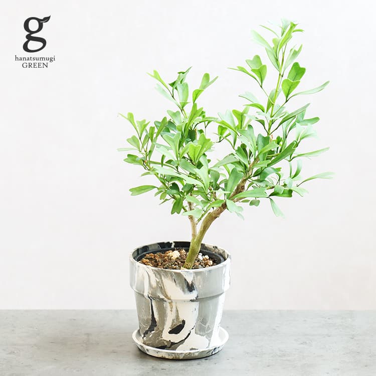 シェフレラ トライアンギュラリス 3号 32cm schefflera triangularis 観葉植物 ハートの木 シェフレラ カポック 木立性 初心者向け 育てやすい 育て方ガイド付き