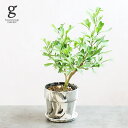 シェフレラ トライアンギュラリス 3号 32cm schefflera triangularis 観葉植物 ハートの木 シェフレラ カポック 木立性 初心者向け 育てやすい 育て方ガイド付き