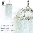 チランジア ウスネオイデス tillandsia usneoides ティランジア エアープランツ エアプランツ スパニッシュモス サルオガセモドキ インテリアグリーン 観葉植物 吊るす フライングリース風 オシャレ 育て方ガイド付き 送料無料