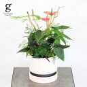 【1点もの】流木付き寄せ植え 6号 46cm mixed houseplants 観葉植物 アンスリウム アスパラガス ナナス シンゴニウム チョコレート 植木鉢付 鉢植え 現物 1点もの 写真と同じ 陶器鉢 ポット 育て方ガイド付き 送料無料