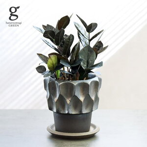 ߥ륫 ߥեꥢ 쥤 3.5 25cm zamioculcas zamifolia raven տʪ zzplants  ƥĥХ 󥸥Х Ǥοʪ ʱοʪ ѱ   쥢 Ƥ䤹 դ ̵